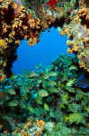 Reef Arch - Curacao