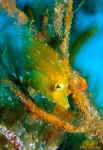 Fringed Filefish - Cozumel, Mexico