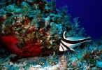 Jackknife Fish - Cozumel, Mexico