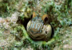Seaweed Blenny - Curacao
