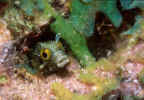 Spinyhead Blenny - Curacao
