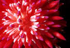 Hurricane Bromeliad Bloom - St. Petersburg Florida