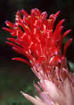 Hurricane Bromeliad Flower - St. Petersburg, Florida