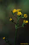 Wildflower - St. Petersburg, Florida