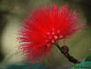 Powder Puff Flower - St. Petersburg, Florida
