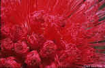 To the Flora Gallery