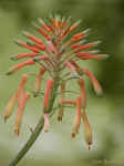 Aloe Blossom - St. Petersburg, Florida