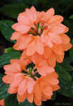 Flower - Tampa, Florida