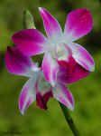 Orchid - St. Petersburg, Florida