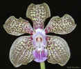 Orchid - Lutz, Florida