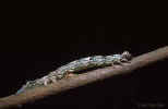 Colorful Zale Caterpillar - St. Petersburg, Florida