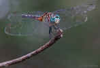 Blue Dasher Dragonfly - St. Petersburg, Florida