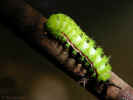 Io Moth Caterpillar - Weedon Island, St. Petersburg, Florida