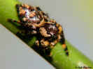Jumping Spider - Lutz, Florida