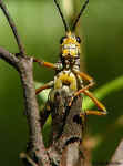 Lubber Grasshopper - St. Petersburg, Florida