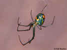 Orchard Spider - Lutz, Florida