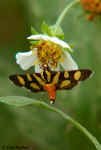 Tiger Moth - Lutz, Florida