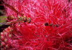 To the Insect Gallery