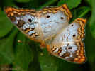 White Peacock - Lutz, Florida