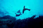 Galapagos Sea Lions