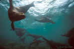 Galapagos Sea Lions