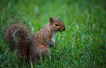 Eastern Gray Squirrel - St. Petersburg, Florida