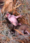 Eastern Gray Squirrel Infants - St. Petersburg, Florida