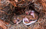 Gray Squirrel Infants - St. Petersburg, Florida
