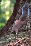 Eastern Gray Squirrel - St. Petersburg, Florida