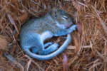 Gray Squirrel Infants - St. Petersburg, Florida