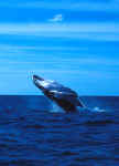 Humpback Whale Breaching - Silver Banks