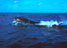 Humpback Whale - Silver Banks