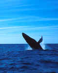 Humpback Whale Breaching - Silver Banks