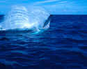 Humpback Whale Fin Slapping - Silver Banks