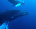 Humpback Whale Mother and Calf - Silver Banks