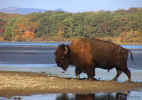 American Bison - Witchita Mts NWR, OK