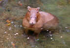 Capybara - Biodome - Montreal, Canada