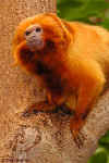 Golden Lion Tamarin - Biodome - Montreal, Canada