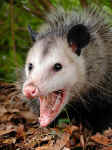 Opossum - St. Petersburg, Florida