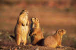Utah Prairie Dogs - Witchita Mts NWR, OK