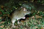 Cotton Mouse - St. Petersburg, FL