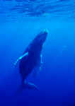 Humpback Whale Calf - Silver Banks