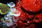 Social Feather Dusters - Belize