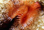 Horseshoe Feather Duster - Belize