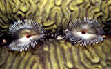 Split Crown Feather Dusters - Bonaire