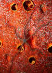 Brittle Starfish -  Belize