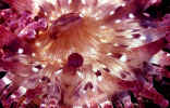 Anemone - Cocos Islands