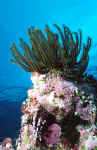 Feather Star - Palau