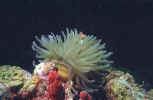 Sea Anemone - Dry Tortugas