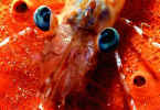 Shrimp - Egypt